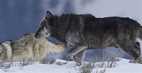 Yellowstone Wolf Tours Winter