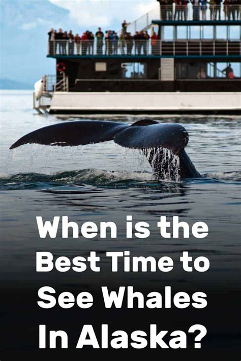 Best Time To Go On Alaskan Cruise To See Whales