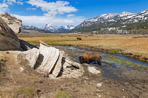 Yellowstone Wildlife Tours Tripadvisor